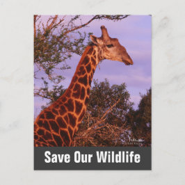 Giraffe Rette unsere Wildlife Postkarte