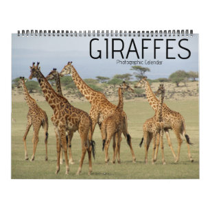 Giraffe Safari 2025 großer Kalender