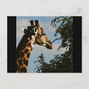 Giraffe Safari-Postkarten Postkarte