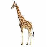 Giraffe Schlüsselanhänger Fotoskulptur Schlüsselanhänger<br><div class="desc">Akryllischer Fotoskulpturenbildhauer Schlüsselanhänger einer prächtigen Giraffe. Die Giraffe ist ein afrikanisches, gleichgezacktes, ungeliebtes Säugetier, das größte lebende Landtier und das größte Wiederkäuer. Der Name seiner Spezies bezieht sich auf das Kamel-ähnliche Erscheinungsbild und die Farbflecken auf seinem Fell. Siehe dazu passendes Acryl-Fotoskulptur-Button, Magnet, Ornament und Skulptur. Sehen Sie sich die gesamte...</div>