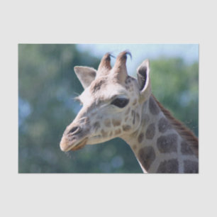 Giraffe Seidenpapier