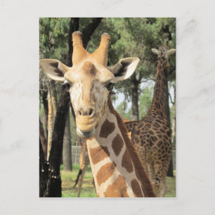 Giraffe sieht aus postkarte