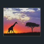 Giraffe, Silhouette bei Sonnenaufgang, Giraffa Postkarte<br><div class="desc">COPYRIGHT Adam Jones / DanitaDelimont.com | AF21 AJE0552.jpg | Giraffe silhoueted bei Sonnenaufgang,  Giraffa camelopardalis tippelskirchi,  Masai Mara Game Reserve,  Kenia</div>