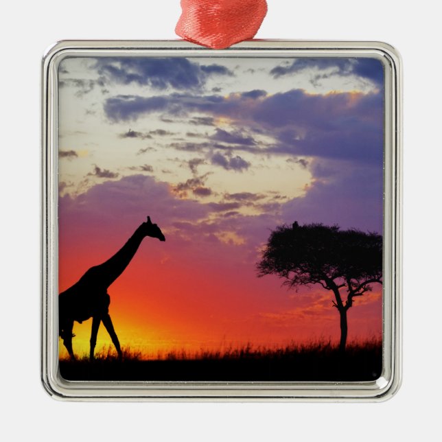 Giraffe, Silhouette bei Sonnenaufgang, Giraffa Silbernes Ornament (Vorne)