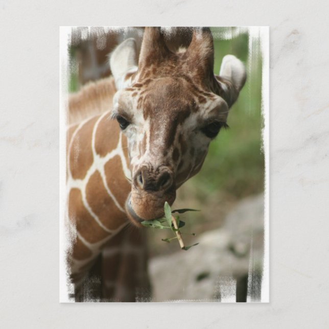 Giraffe Snack Postcard Postkarte (Vorderseite)