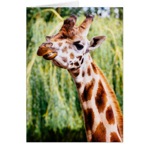 Giraffe Souriante, Animal Montrant Ses Dents