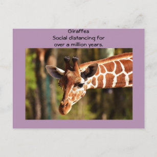 Giraffe Soziale Distanzierung sechs Meter von Funn Postkarte
