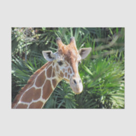 Giraffe Tissue Paper Seidenpapier