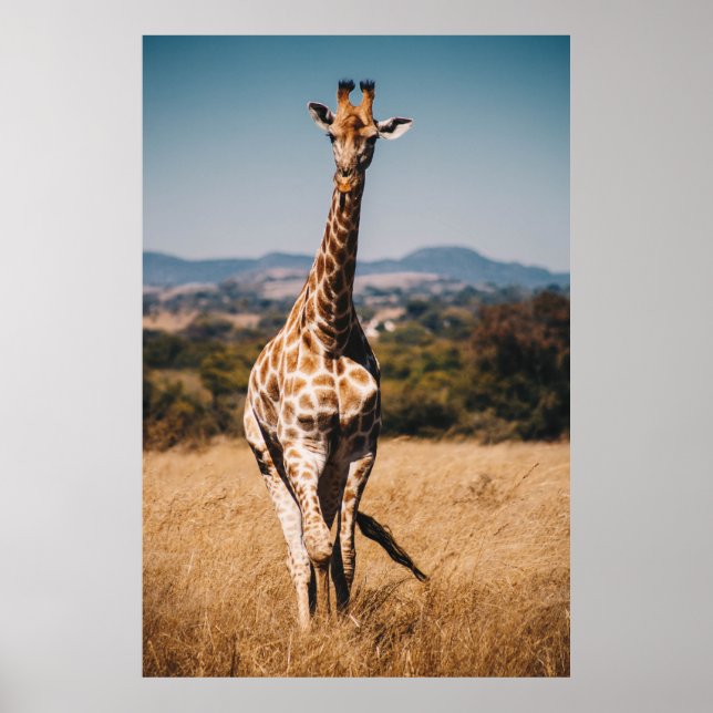 GIRAFFE UMGEBEN VON BROWN GRASS POSTER (Vorne)