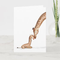 Giraffe und Kalb nah den Muttertag