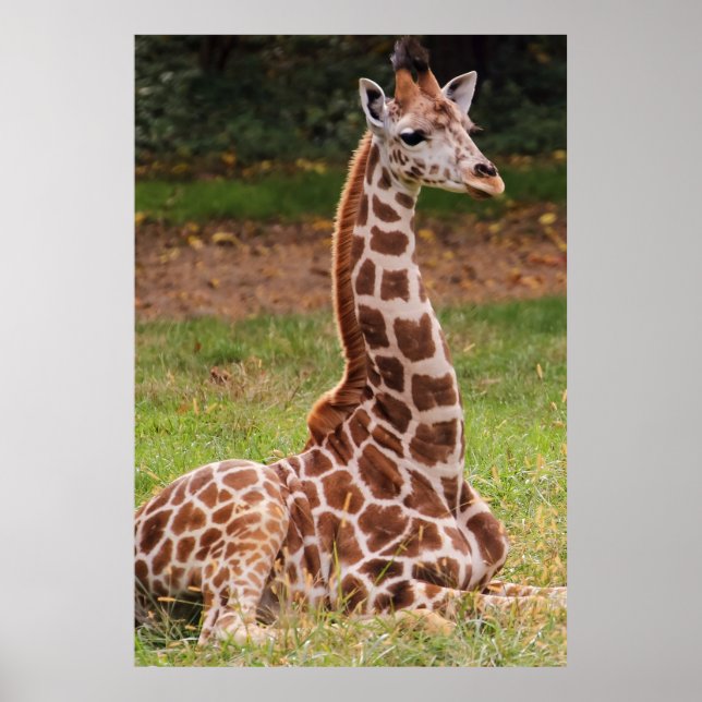 Giraffe Wildlife Animal Foto Poster (Vorne)