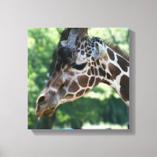 Giraffe Wrapped Canvas Leinwanddruck