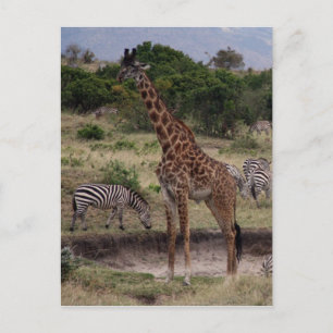 Giraffe zebra postkarte