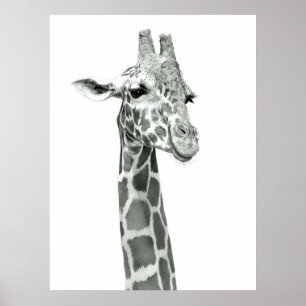 Giraffe Zeichnend Poster