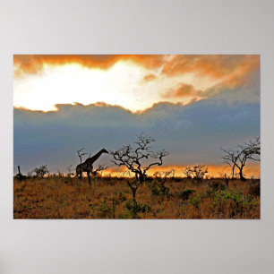 Giraffe Zulu Nyala Game Reserve Südafrika Poster