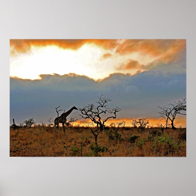 Giraffe Zulu Nyala Game Reserve Südafrika Poster (Vorne)