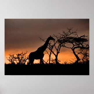 Giraffe Zulu Nyala Game Reserve Südafrika Poster