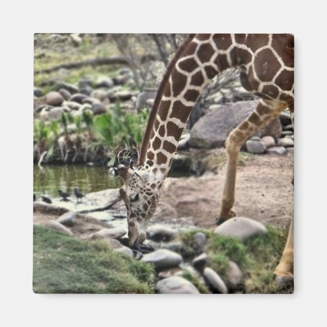 Giraffemagnet Magnet (Vorne)