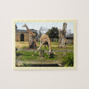 Giraffen