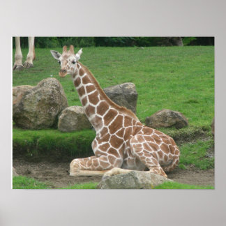 Giraffen 005 Leinwand Poster