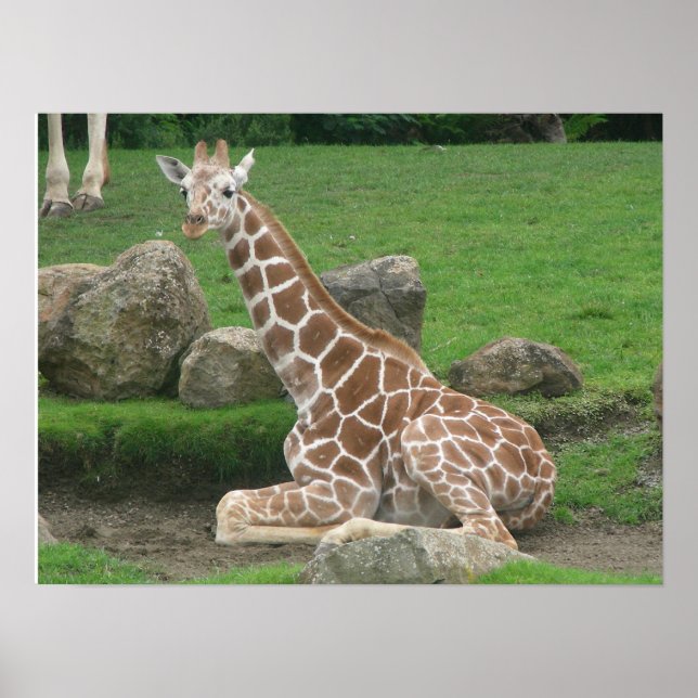 Giraffen 005 Leinwand Poster (Vorne)