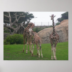 Giraffen 006 Leinwand Poster