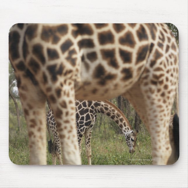 Giraffen 2 mousepad (Vorne)