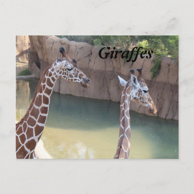 Giraffen # 2 postkarte (Vorderseite)