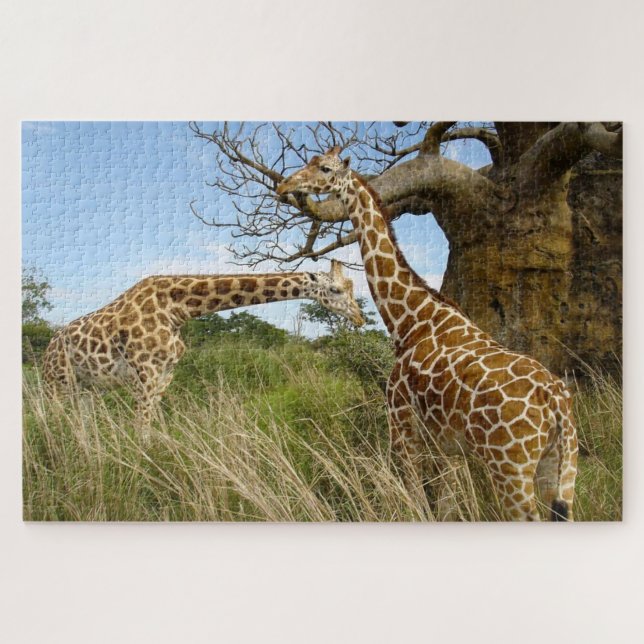 Giraffen auf dem afrikanischen Feld durch Bäume (Horizontal)