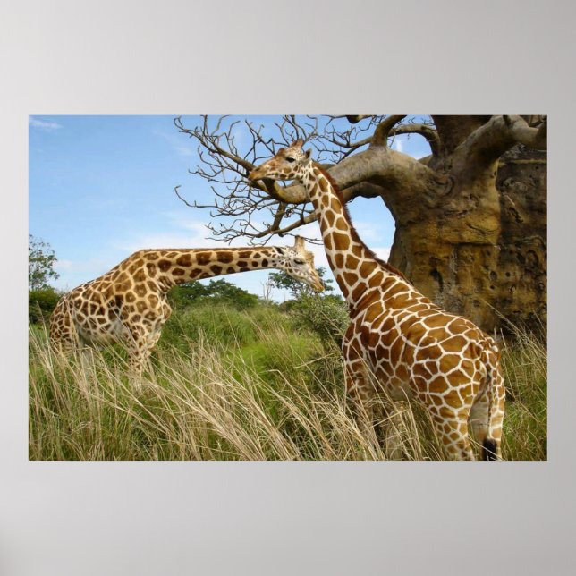 Giraffen auf dem Feld durch ein paar Bäume Poster (Vorne)