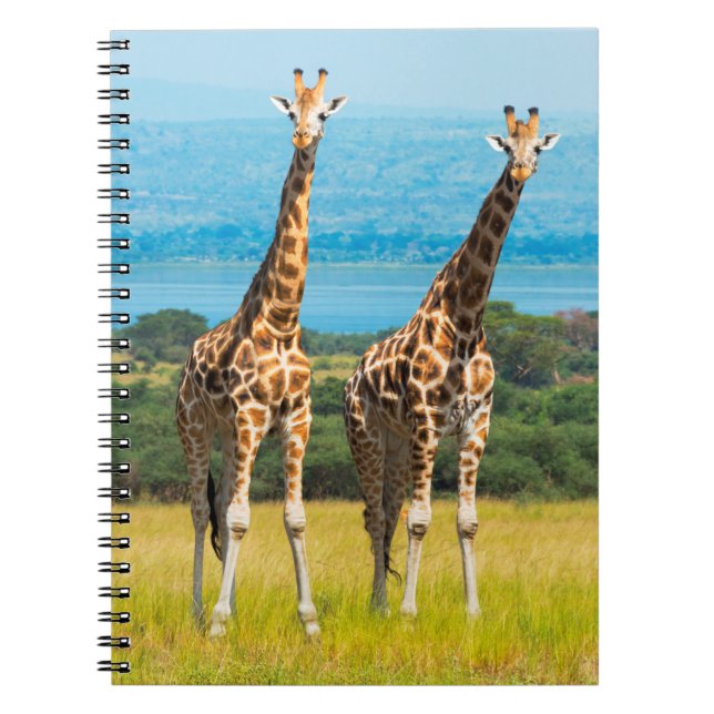 Giraffen auf der Savanna, Uganda Notizblock (Vorderseite)