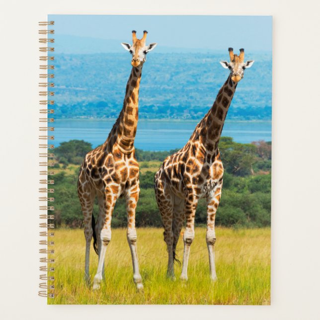 Giraffen auf der Savanna, Uganda Planer (Vorderseite)