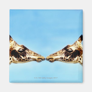 Giraffen, die Nasen berühren Magnet