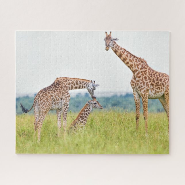 Giraffen-Familie Getty Bild-| (Horizontal)