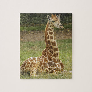 Giraffen-Foto