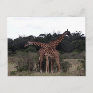 Giraffen gekreuzt postkarte