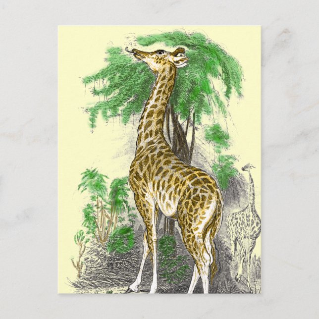 Giraffen-Geschenke Postkarte (Vorderseite)