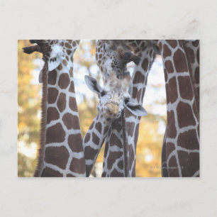 Giraffen im Zoo von Tama, Zoo von Tama, Tokio Postkarte