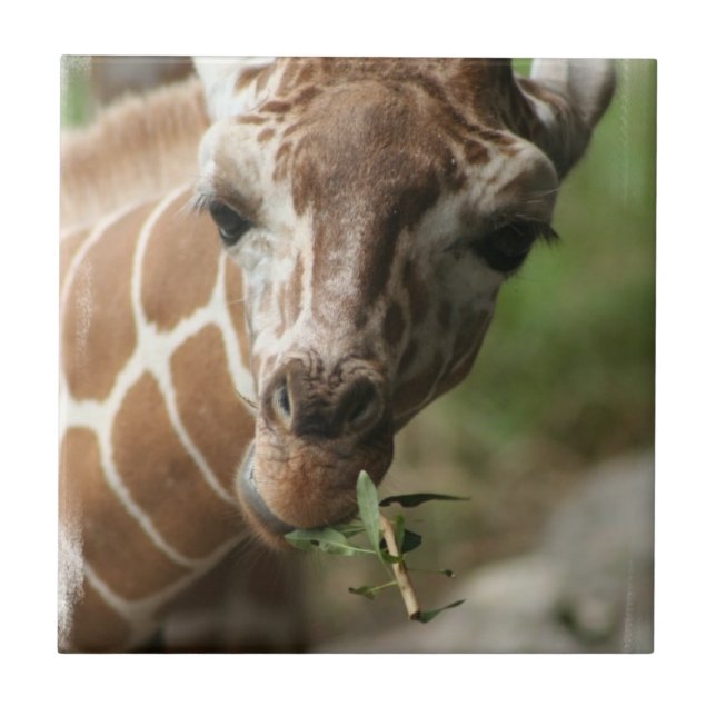 Giraffen-Imbiss-Fliese Fliese (Vorderseite)