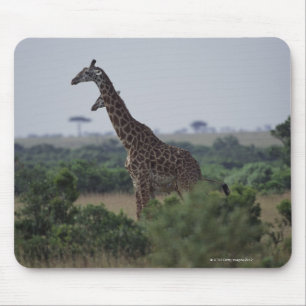 Giraffen in Afrika Mousepad