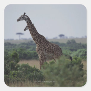 Giraffen in Afrika Quadratischer Aufkleber