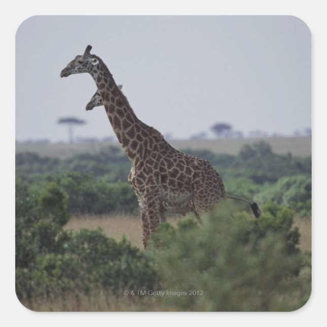 Giraffen in Afrika Quadratischer Aufkleber (Vorderseite)