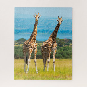 Giraffen in der Savanne, Uganda