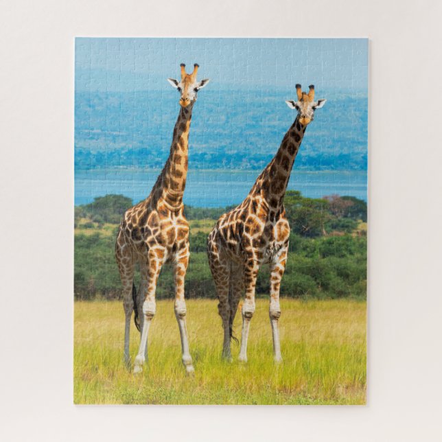 Giraffen in der Savanne, Uganda (Vertikal)