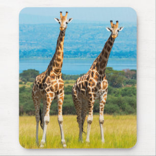 Giraffen in der Savanne, Uganda Mousepad