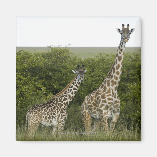 Giraffen in Kenia, Afrika 2 Magnet (Vorne)
