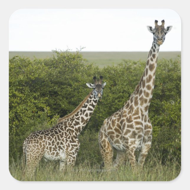 Giraffen in Kenia, Afrika 2 Quadratischer Aufkleber (Vorderseite)