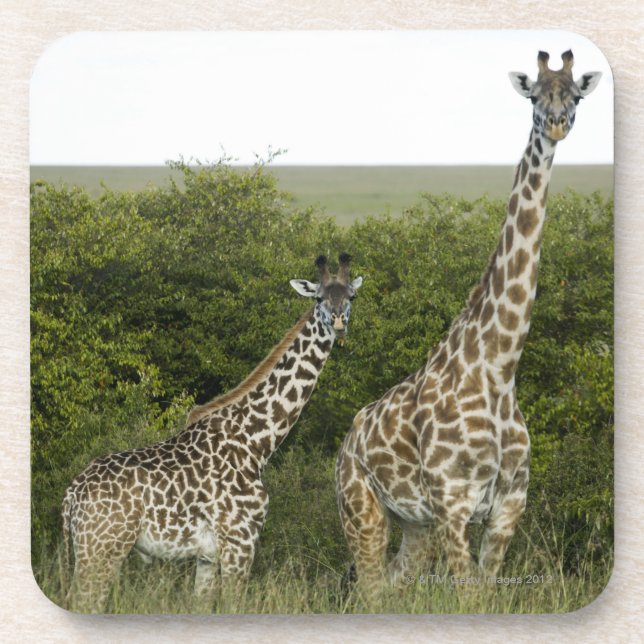 Giraffen in Kenia, Afrika 2 Untersetzer (Vorderseite)