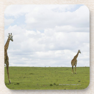 Giraffen in Kenia, Afrika Getränkeuntersetzer