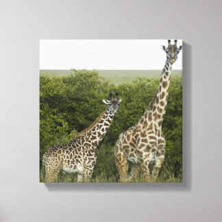 Giraffen in Kenia, Afrika Leinwanddruck
